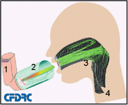 Strmung in einem Inhalator und im oberen Bereich der Atemwege
